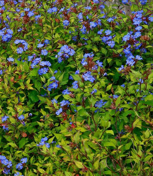 Ceratostigma willmottianum